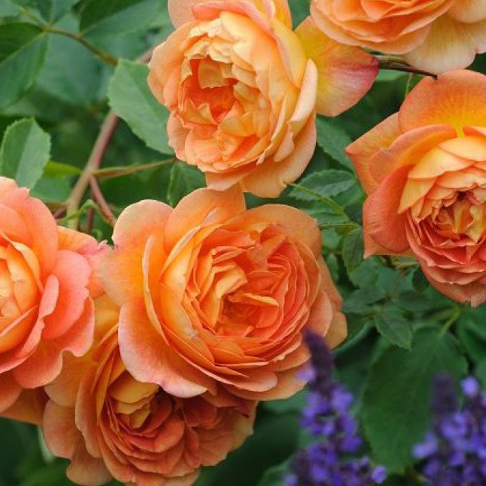 Rosa ‘Lady of Shalott’ (Shrub rose)