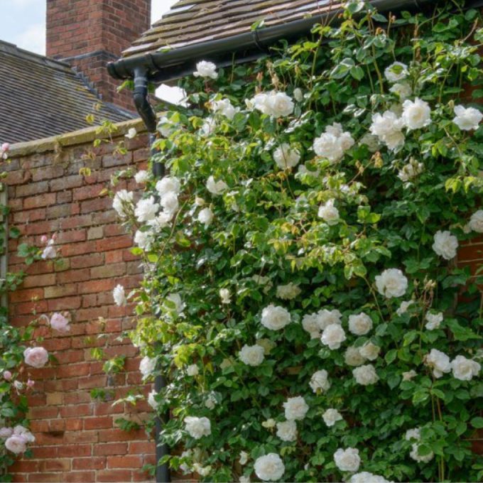 Rosa ‘Madame Alfred Carrière’ (Climbing rose) (AGM)