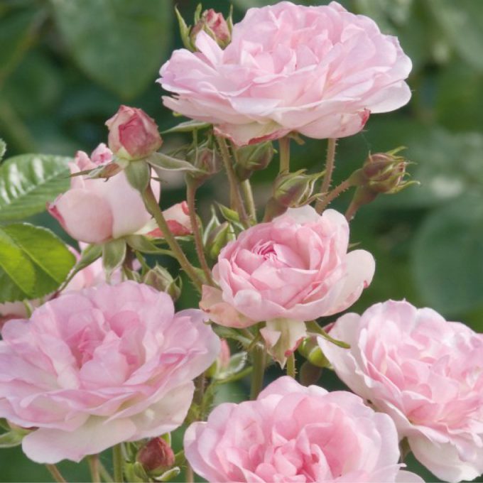 Rosa ‘Maid of Kent’ (Climbing rose)