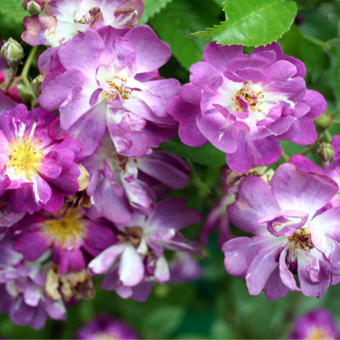 Rosa ‘Veilchenblau’ (Rambling rose) (AGM)