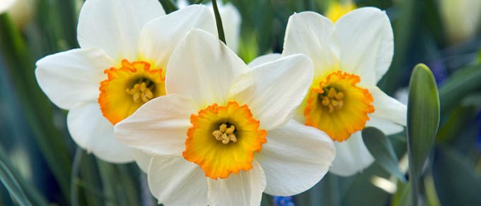 Featured image for 'Dazzling Daffodils'
