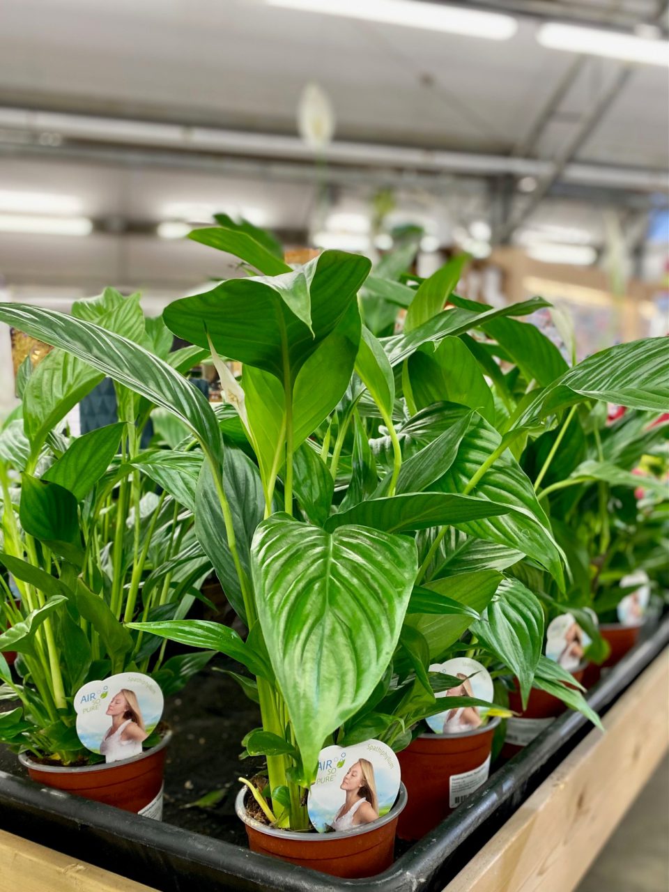 Spathiphyllum (Peace lily)