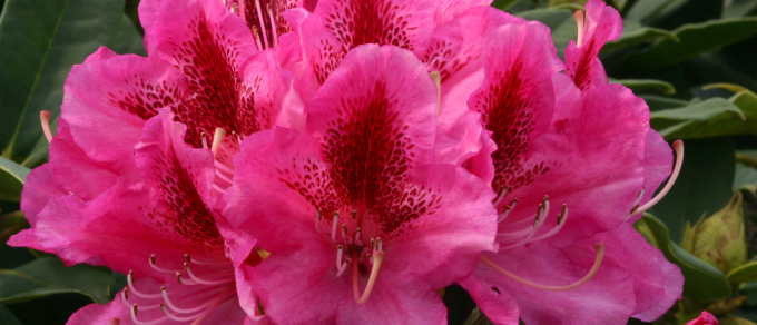 Featured image for 'Rhododendron and Azalea Guide'