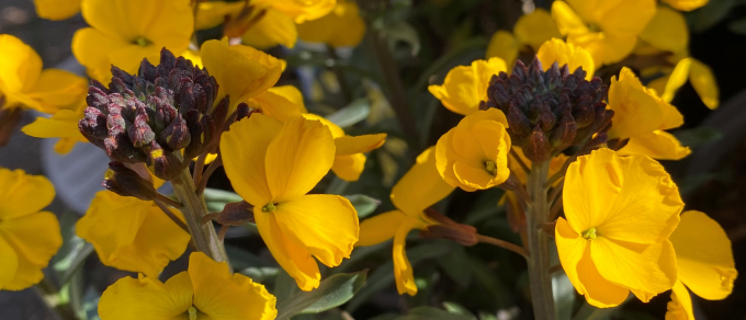 Featured image for 'Cheerful Erysimum'