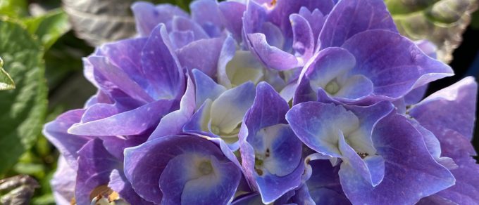 Featured image for 'Showstopping Hydrangeas'