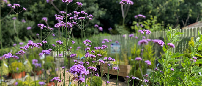 Featured image for 'Grow With Us – Herbaceous Plants Loved by Wildlife'