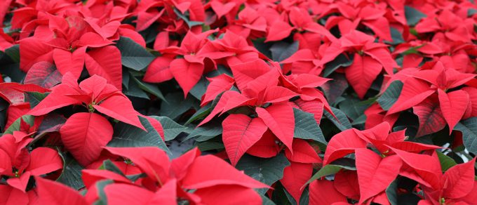 Featured image for 'The Star of Christmas – Poinsettias!'