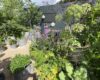 Wild Kitchen Garden - My favourite Container Garden