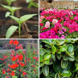 Our Summer Watering Guide... - Coolings Garden Centre