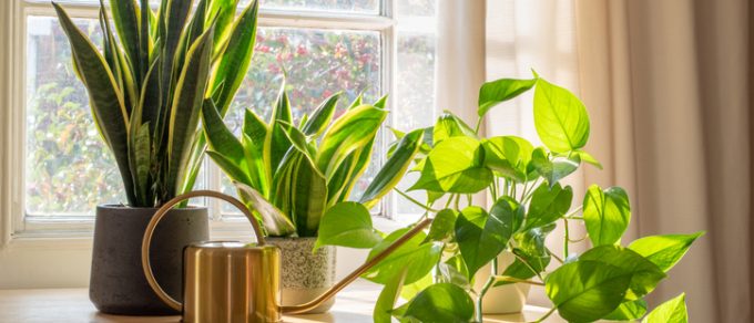 Featured image for 'Feel Good Houseplants'