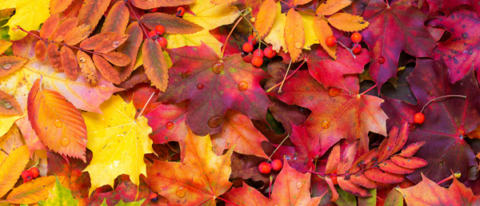Featured image for 'Autumn Essentials'