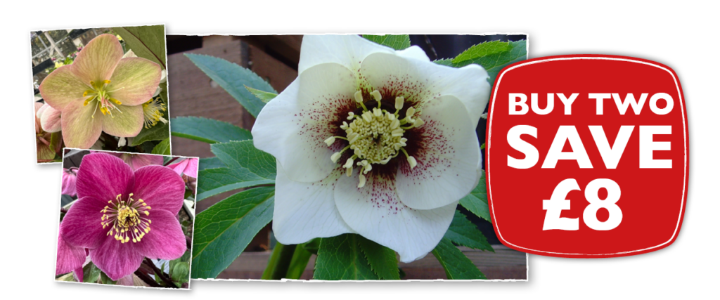 Early Bird Sale Extras Buy Two Hellebores Save £8