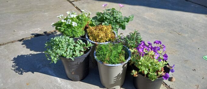 Featured image for 'Alpines elevate small place planting'
