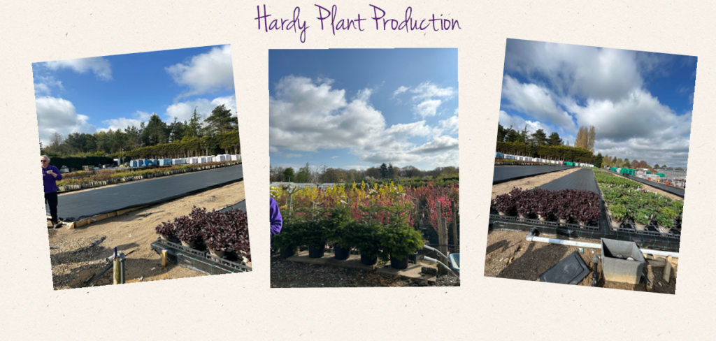 Nursery tour- Hardy Plant Production