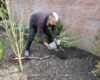 Planting a scented Osmanthus Burkwoodii