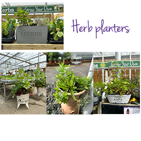 Herb Planters available at The Gardener's Garden Centre 