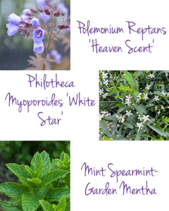 Plants with a fragrance