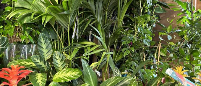 Featured image for 'Houseplant Heaven!'