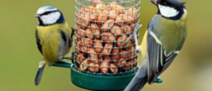 Featured image for 'Bird Feeding Guide – in spring and beyond…'
