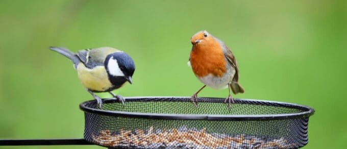Featured image for 'Attract Garden Birds All Year'