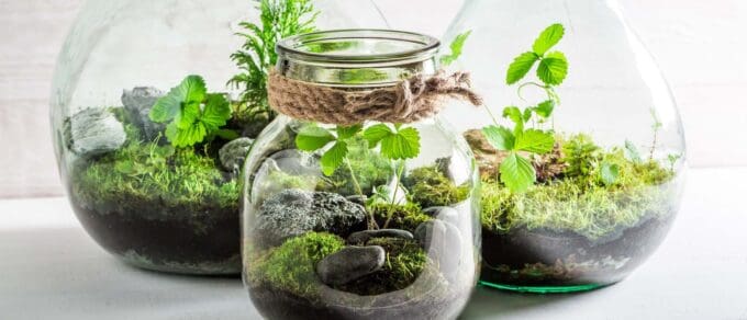 Featured image for 'How to Plant a Terrarium'